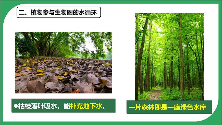 3.2.4 植物在自然界中的作用 2025学年人教版生物七年级下册 课件第8页