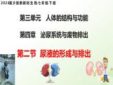 3.4.2 尿液的形成和排出 2025學(xué)年七年級(jí)生物下冊(cè)（冀少版2024）課件
