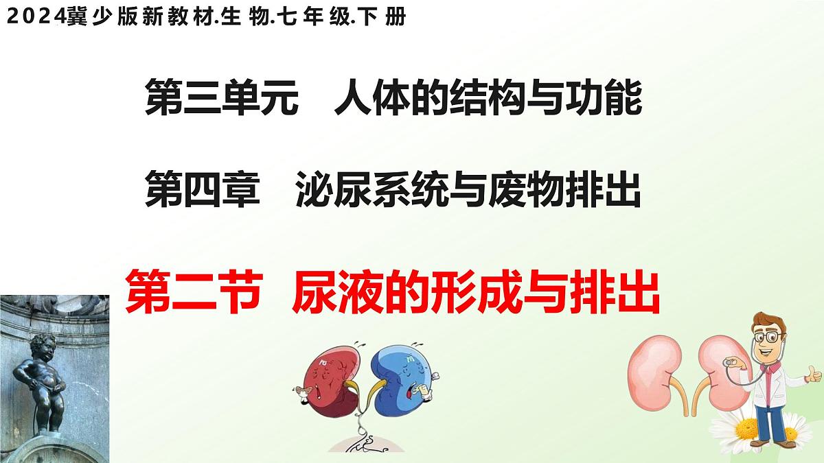 3.4.2 尿液的形成和排出 2025学年七年级生物下册（冀少版2024）课件第1页