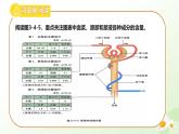 3.4.2 尿液的形成和排出 2025學(xué)年七年級(jí)生物下冊(cè)（冀少版2024）課件