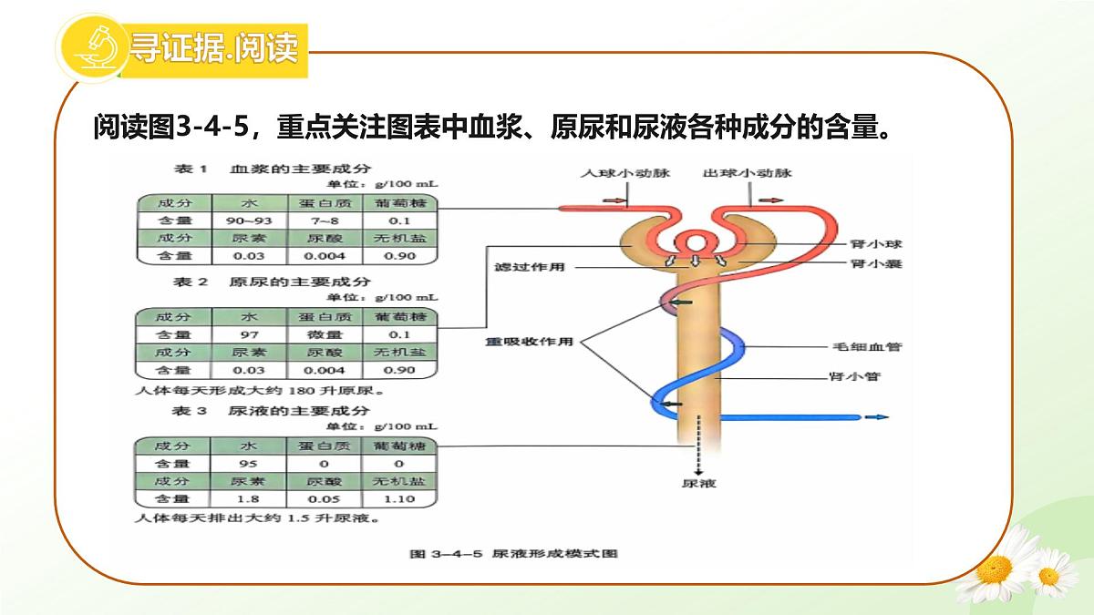 3.4.2 尿液的形成和排出 2025学年七年级生物下册（冀少版2024）课件第4页