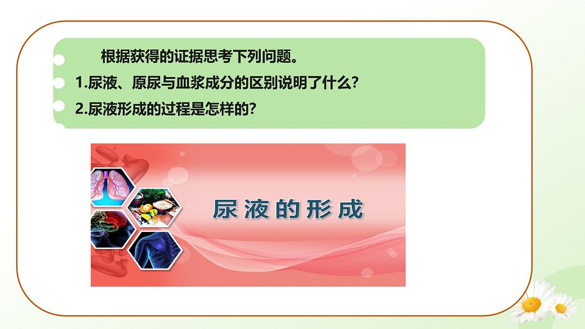 3.4.2 尿液的形成和排出 2025学年七年级生物下册（冀少版2024）课件第5页