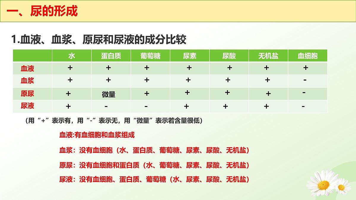 3.4.2 尿液的形成和排出 2025学年七年级生物下册（冀少版2024）课件第6页
