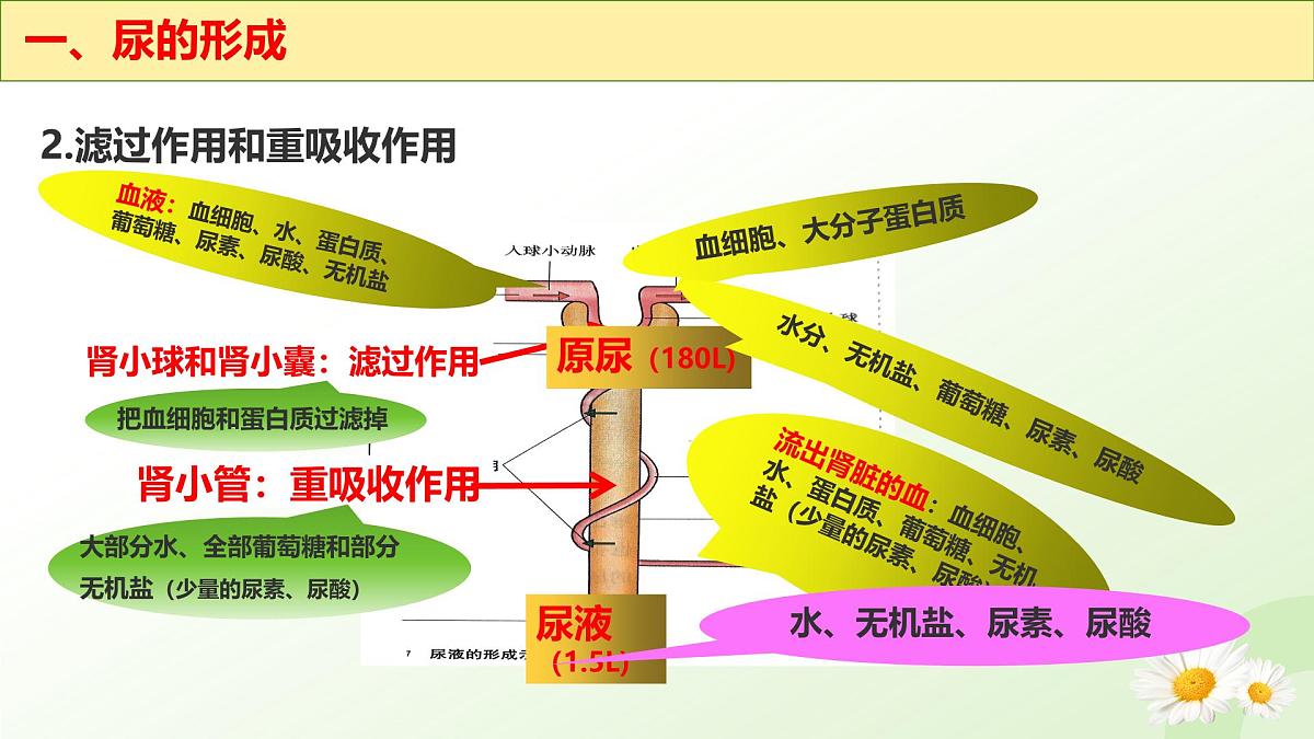 3.4.2 尿液的形成和排出 2025学年七年级生物下册（冀少版2024）课件第7页