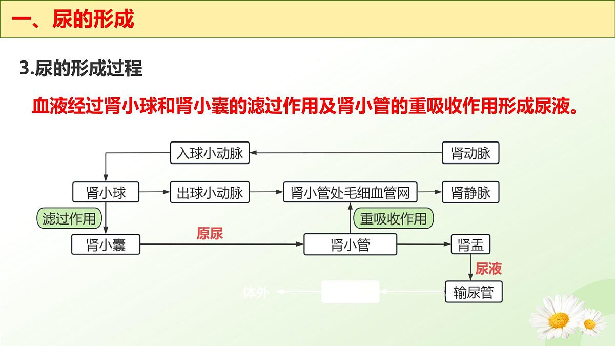 3.4.2 尿液的形成和排出 2025学年七年级生物下册（冀少版2024）课件第8页