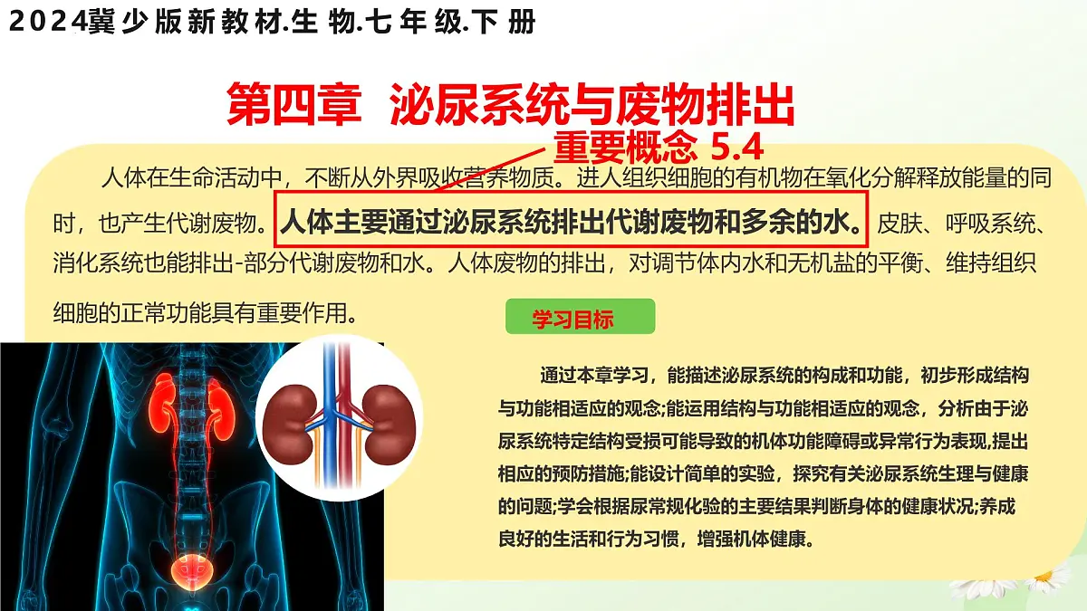 3.4.1 泌尿系统的组成 2025学年七年级生物下册（冀少版2024）课件第1页