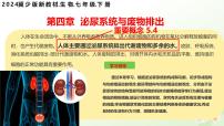 初中生物冀少版（2024）七年级下册（2024）泌尿系统的组成教学演示课件ppt