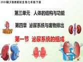 3.4.1 泌尿系統(tǒng)的組成 2025學(xué)年七年級生物下冊（冀少版2024）課件