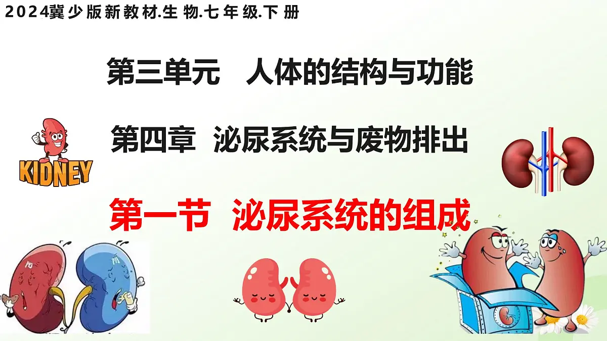 3.4.1 泌尿系统的组成 2025学年七年级生物下册（冀少版2024）课件第2页