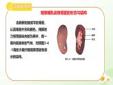 3.4.1 泌尿系統(tǒng)的組成 2025學(xué)年七年級生物下冊（冀少版2024）課件