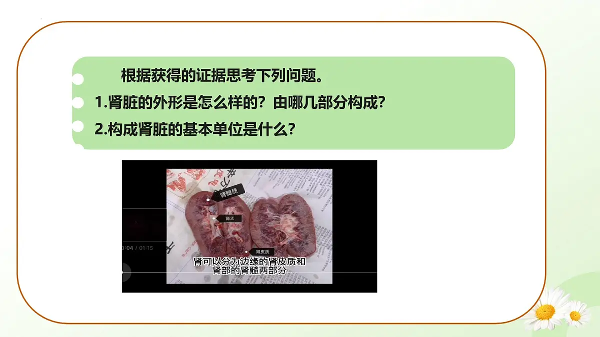3.4.1 泌尿系统的组成 2025学年七年级生物下册（冀少版2024）课件第6页