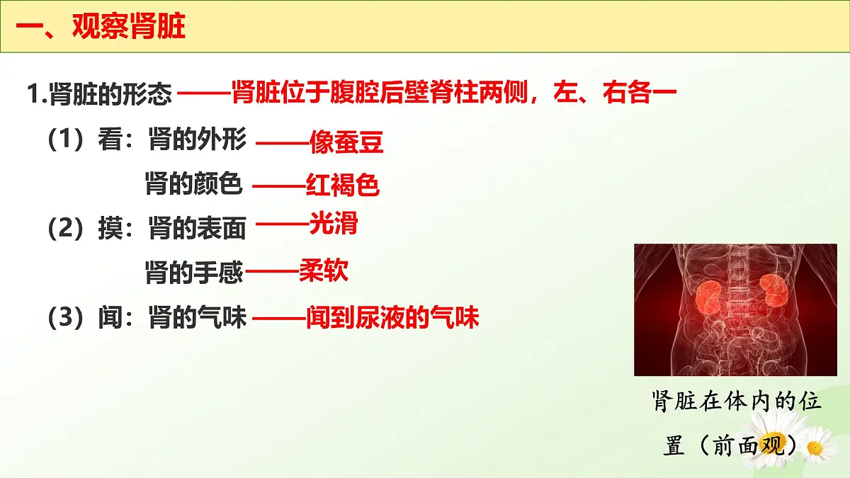 3.4.1 泌尿系统的组成 2025学年七年级生物下册（冀少版2024）课件第7页
