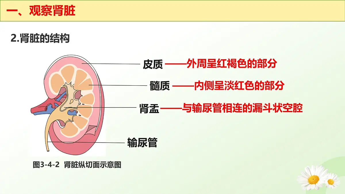 3.4.1 泌尿系统的组成 2025学年七年级生物下册（冀少版2024）课件第8页