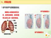 3.3.2 呼吸的過程（一、肺與外界的氣體交換）2025學(xué)年七年級(jí)生物下冊（冀少版2024）課件