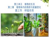 3.2.3 呼吸作用 課件 2025學(xué)年人教版生物學(xué)七年級下冊