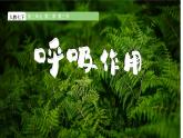 3.2.3 呼吸作用 2025學(xué)年人教版生物七年級課件