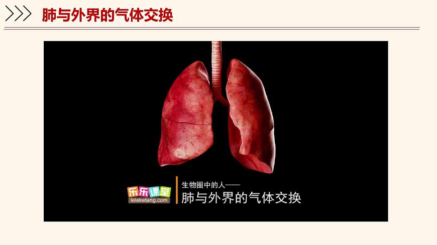 4.3.2 发生在肺内的气体交换 课件-2024-2025学年人教版生物七年级下册第6页