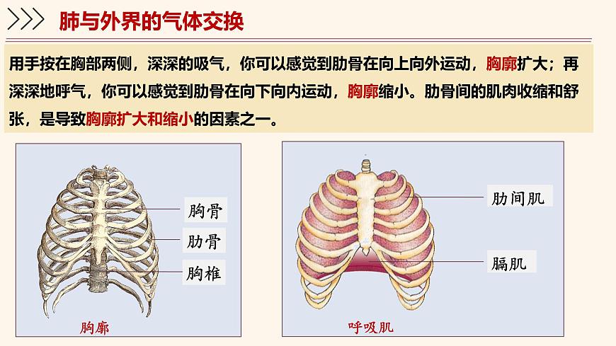 4.3.2 发生在肺内的气体交换 课件-2024-2025学年人教版生物七年级下册第7页