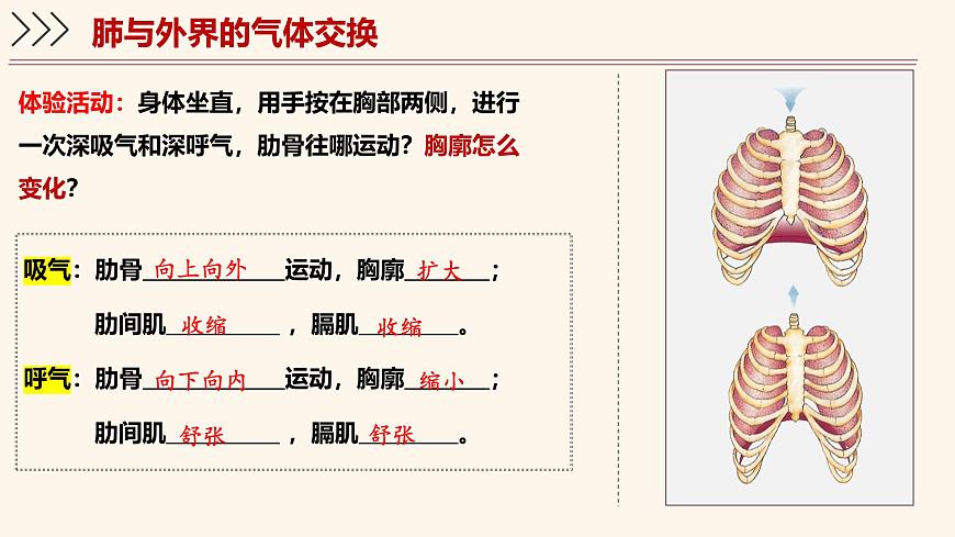 4.3.2 发生在肺内的气体交换 课件-2024-2025学年人教版生物七年级下册第8页