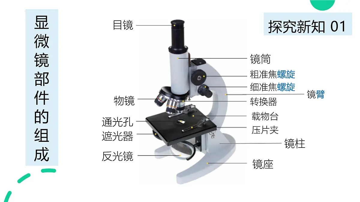 1.1.1 显微镜的使用 课件-2024-2025学年冀少版生物七年级上册第5页