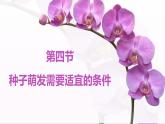 3.2.3 種子萌發(fā)需要適宜的條件 課件 2025學(xué)年濟(jì)南版生物七年級下冊