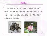 3.2.3 種子萌發(fā)需要適宜的條件 課件 2025學(xué)年濟(jì)南版生物七年級下冊