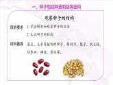 3.2.3 種子萌發(fā)需要適宜的條件 課件 2025學(xué)年濟(jì)南版生物七年級下冊