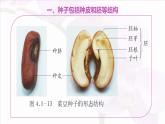 3.2.3 種子萌發(fā)需要適宜的條件 課件 2025學(xué)年濟(jì)南版生物七年級下冊