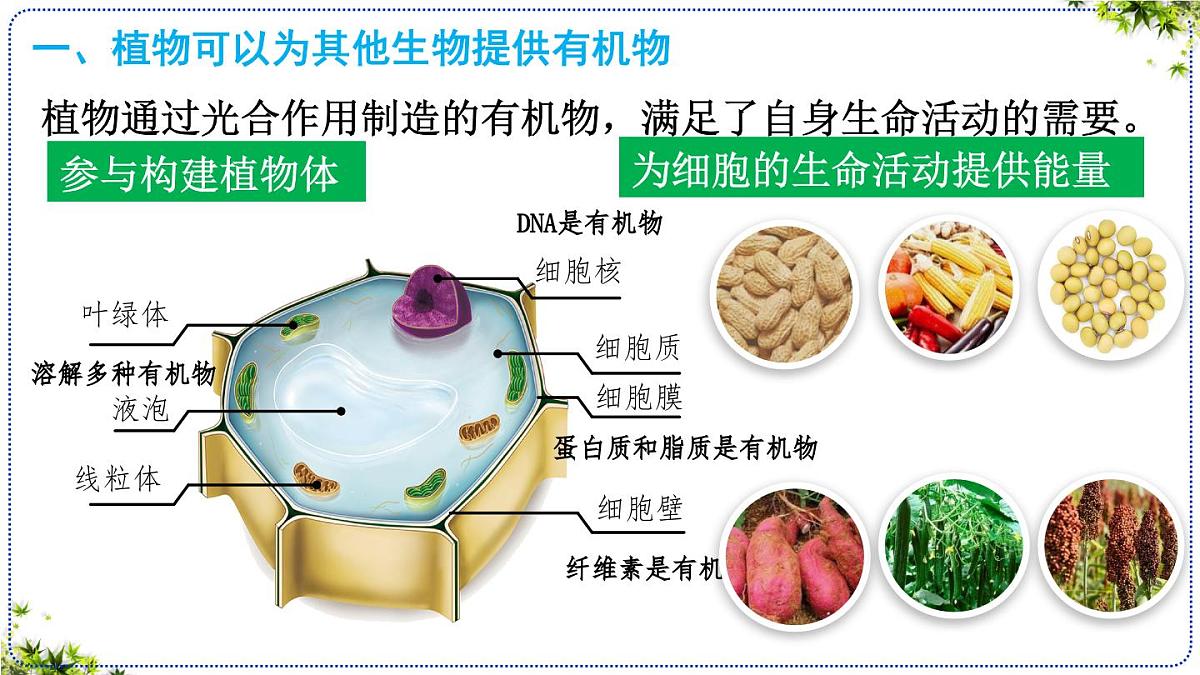 3.2.4 植物在自然界中的作用 课件 2025学年人教版生物七年级下册 (2)第5页
