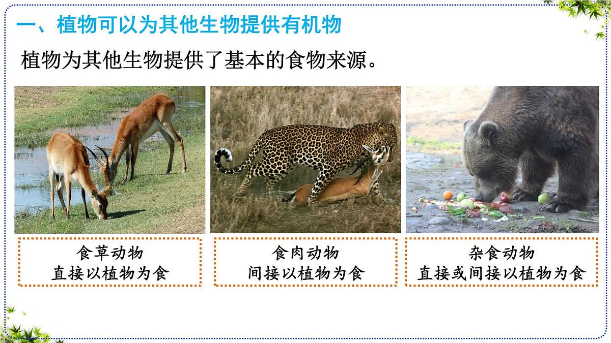 3.2.4 植物在自然界中的作用 课件 2025学年人教版生物七年级下册 (2)第6页