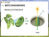 3.2.4 植物在自然界中的作用課件 2025學(xué)年人教版初中生物七年級下冊