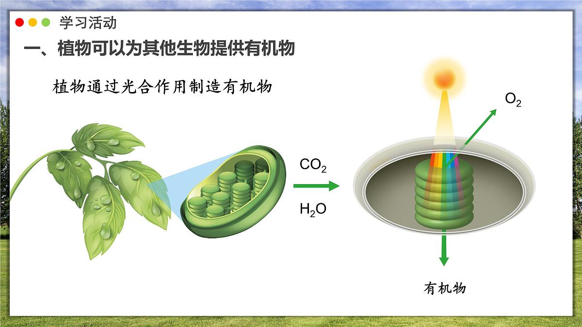 3.2.4 植物在自然界中的作用课件 2025学年人教版初中生物七年级下册第4页
