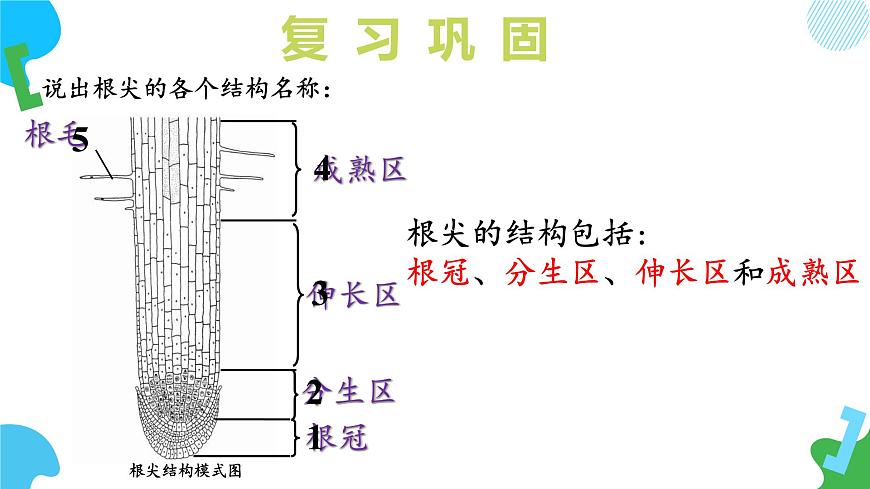 4.9.3 植物的繁殖（教学课件）(第1课时）2025学年七年级生物下册（苏教版2024）第5页