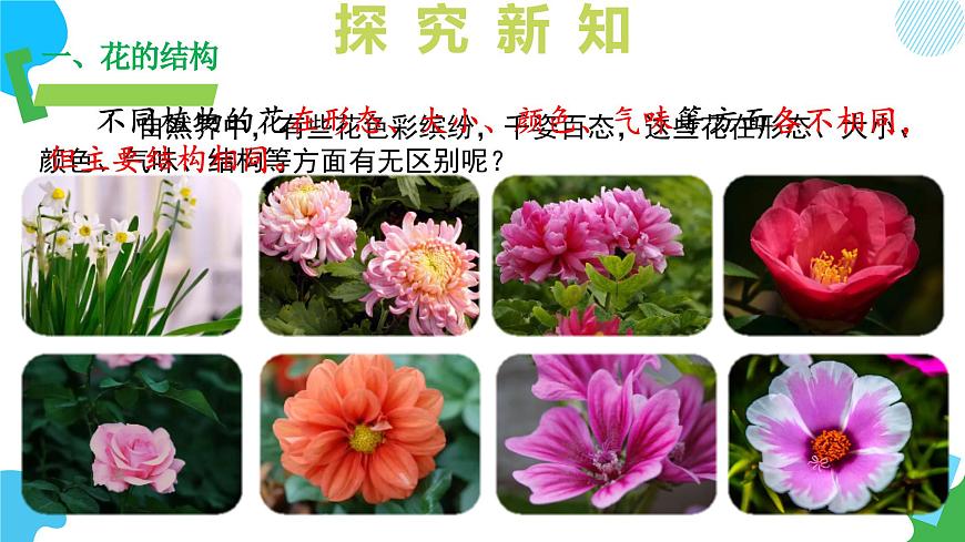 4.9.3 植物的繁殖（教学课件）(第1课时）2025学年七年级生物下册（苏教版2024）第8页