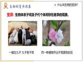 7.2.5 生物的变异 2025学年八年级生物下册（人教版） 课件