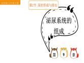 初中生物新北師大版七年級下冊第4單元第9章第2節(jié) 第1課時 泌尿系統(tǒng)的組成教學課件2025春