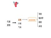 初中生物新北師大版七年級下冊第4單元第9章第2節(jié) 第1課時 泌尿系統(tǒng)的組成教學課件2025春