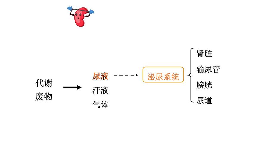 初中生物新北师大版七年级下册第4单元第9章第2节 第1课时 泌尿系统的组成教学课件2025春第2页