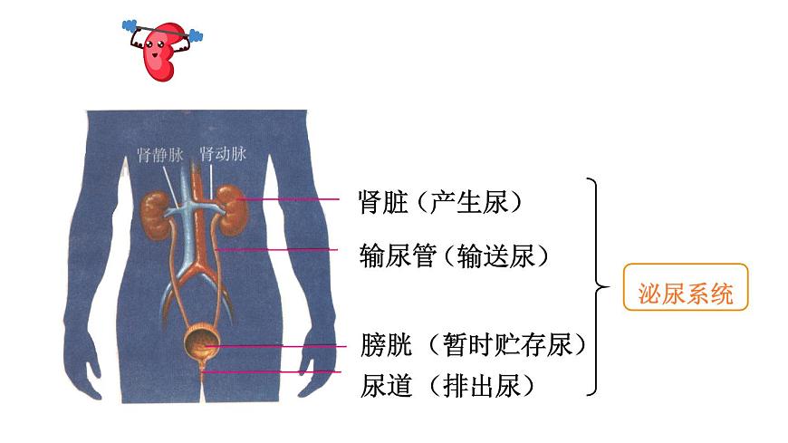 初中生物新北师大版七年级下册第4单元第9章第2节 第1课时 泌尿系统的组成教学课件2025春第4页