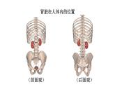 初中生物新北師大版七年級下冊第4單元第9章第2節(jié) 第1課時 泌尿系統(tǒng)的組成教學課件2025春