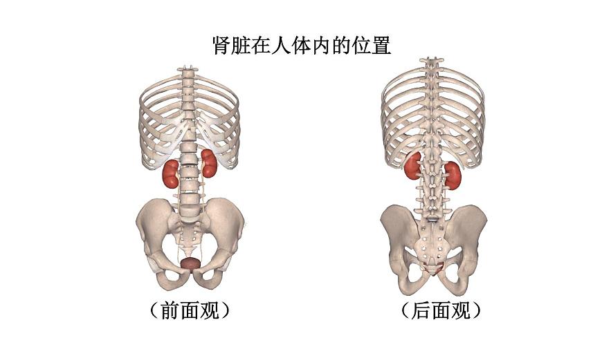 初中生物新北师大版七年级下册第4单元第9章第2节 第1课时 泌尿系统的组成教学课件2025春第5页