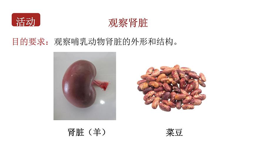 初中生物新北师大版七年级下册第4单元第9章第2节 第1课时 泌尿系统的组成教学课件2025春第6页