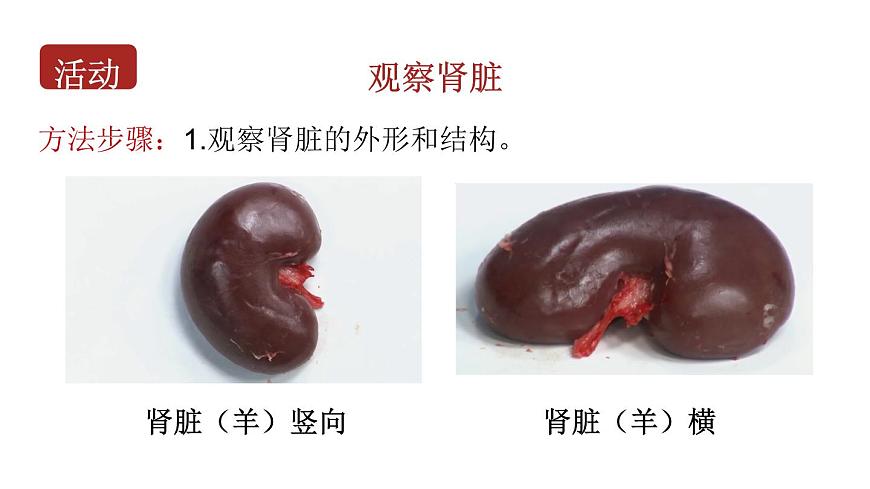 初中生物新北师大版七年级下册第4单元第9章第2节 第1课时 泌尿系统的组成教学课件2025春第7页