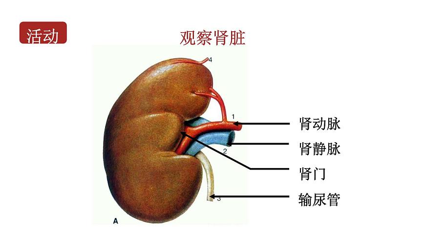 初中生物新北师大版七年级下册第4单元第9章第2节 第1课时 泌尿系统的组成教学课件2025春第8页