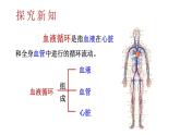 初中生物新北師大版七年級下冊第4單元第7章第2節(jié)第1課時 血管和心臟教學課件2025春