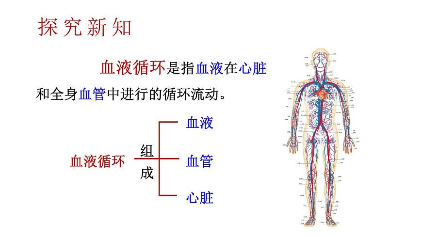 初中生物新北师大版七年级下册第4单元第7章第2节第1课时 血管和心脏教学课件2025春第3页