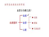 初中生物新北師大版七年級下冊第4單元第7章第2節(jié)第1課時 血管和心臟教學課件2025春