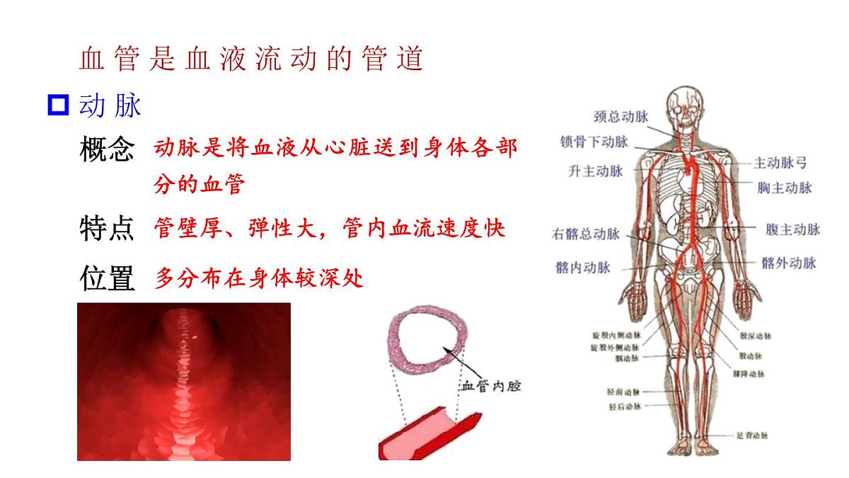 初中生物新北师大版七年级下册第4单元第7章第2节第1课时 血管和心脏教学课件2025春第6页