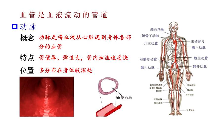 初中生物新北师大版七年级下册第4单元第7章第2节第1课时 血管和心脏教学课件2025春第6页