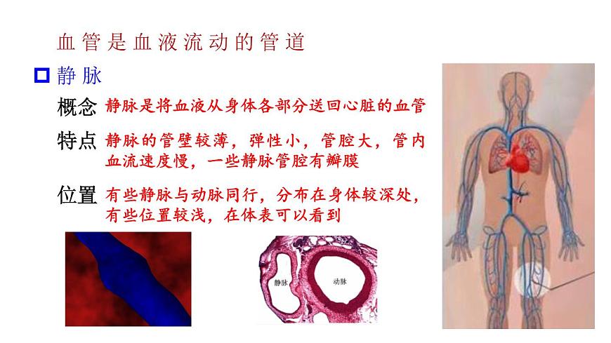 初中生物新北师大版七年级下册第4单元第7章第2节第1课时 血管和心脏教学课件2025春第7页